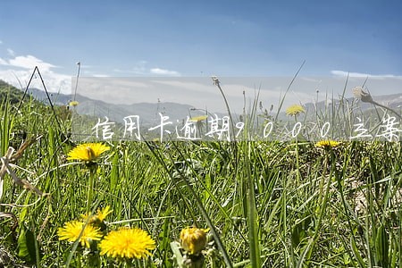 信用卡逾期9000立案了