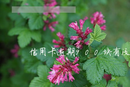 信用卡逾期900块有没有关系