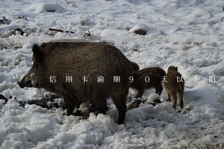 信用卡逾期90天以上扣款顺序