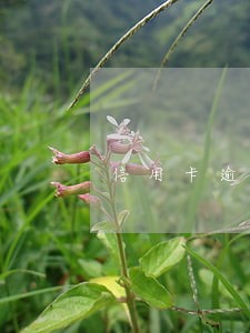 信用卡逾期90天会起会报警吗