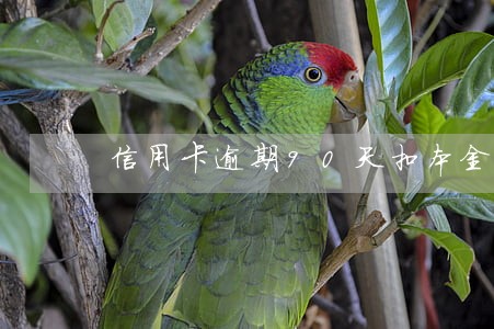 信用卡逾期90天扣本金 信用卡逾期90天扣本金
