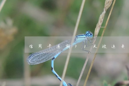 信用卡逾期90天被追责 信用卡逾期90天被追责