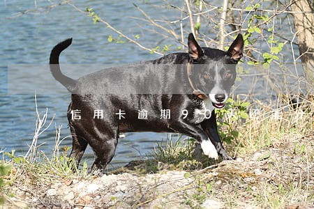 信用卡逾期90天还能分期吗 信用卡逾期90天还能分期吗