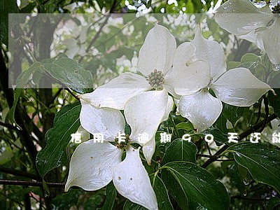 信用卡逾期90天还能协商吗 信用卡逾期90天还能协商吗