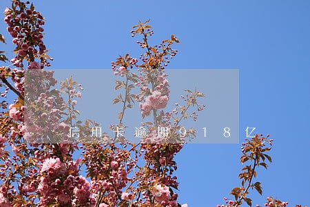 信用卡逾期918亿 信用卡逾期918亿