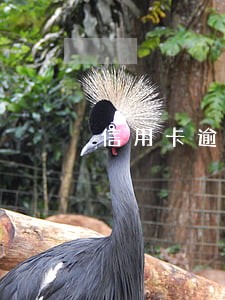 信用卡逾期99个月一起6万6