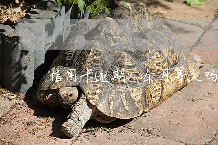 信用卡逾期9个月算久吗 信用卡逾期9个月算久吗