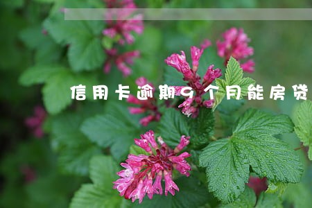 信用卡逾期9个月能房贷吗 信用卡逾期9个月能房贷吗