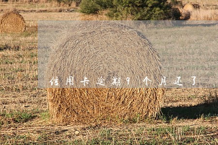 信用卡逾期9个月还了