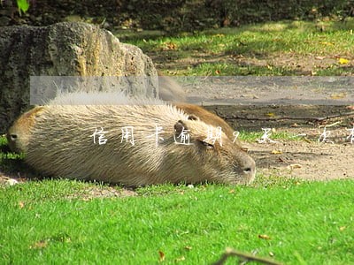 信用卡逾期9天一次有啥影响