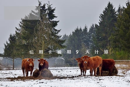信用卡逾期9天计算 信用卡逾期9天计算