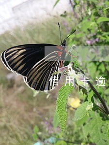 信用卡逾期9次可以做税贷吗 信用卡逾期9次可以做税贷吗