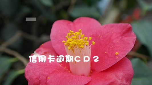 信用卡逾期CD2 信用卡逾期CD2