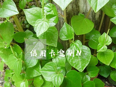 信用卡逾期N 信用卡逾期N