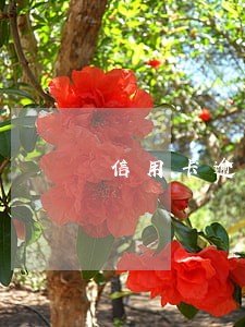 信用卡逾期etc能解除吗 信用卡逾期etc能解除吗