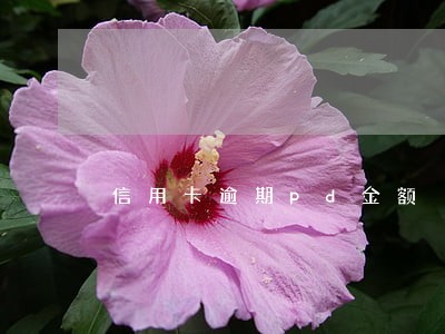 信用卡逾期pd金额 信用卡逾期pd金额
