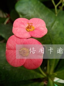 信用卡逾期一万6年怎么办 信用卡逾期一万6年怎么办