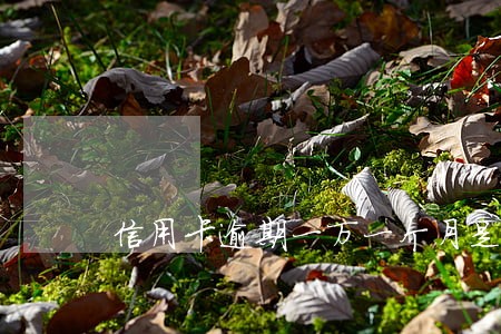 信用卡逾期一万一个月是多少钱 信用卡逾期一万一个月是多少钱