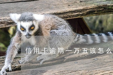 信用卡逾期一万五该怎么还 信用卡逾期一万五该怎么还