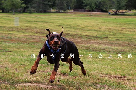 信用卡逾期一万会上失信名单吗 信用卡逾期一万会上失信名单吗