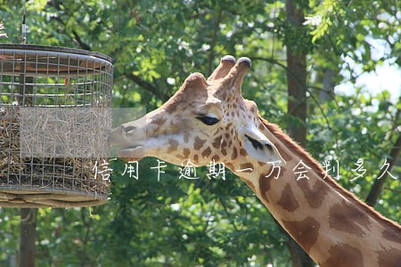 信用卡逾期一万会判多久 信用卡逾期一万会判多久