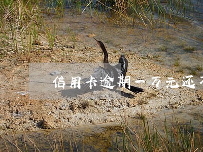 信用卡逾期一万元还不起会坐牢吗