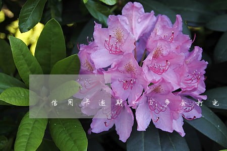 信用卡逾期一万多会打电话吗 信用卡逾期一万多会打电话吗