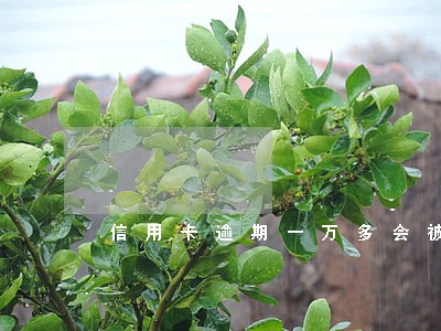 信用卡逾期一万多会被抓吗 信用卡逾期一万多会被抓吗