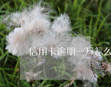 信用卡逾期一万怎么办