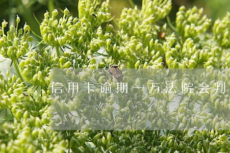 信用卡逾期一万法院会判还多少 信用卡逾期一万法院会判还多少