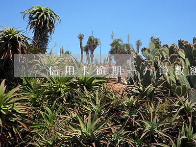 信用卡逾期一万算数额大嘛