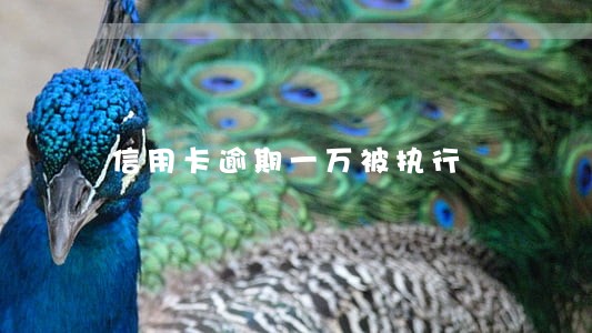 信用卡逾期一万被执行 信用卡逾期一万被执行