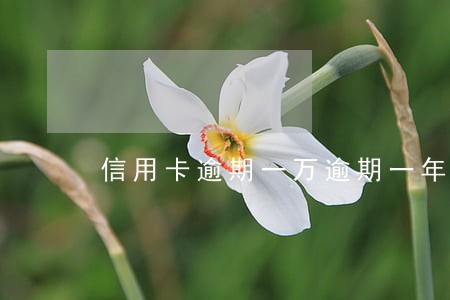 信用卡逾期一万逾期一年 信用卡逾期一万逾期一年