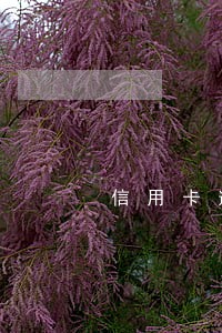 信用卡逾期一两天会记录吗 信用卡逾期一两天会记录吗