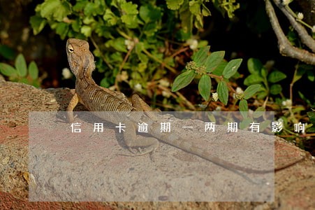 信用卡逾期一两期有影响吗 信用卡逾期一两期有影响吗