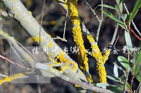 信用卡逾期一两次会影响征信吗