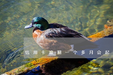 信用卡逾期一个多月会起诉吗 信用卡逾期一个多月会起诉吗
