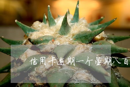 信用卡逾期一个星期八百元 信用卡逾期一个星期八百元