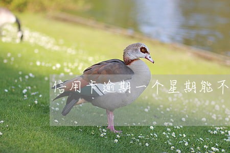 信用卡逾期一个星期能不能用了 信用卡逾期一个星期能不能用了