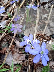 信用卡逾期一个月1万利息是多少 信用卡逾期一个月1万利息是多少