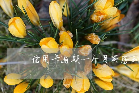 信用卡逾期一个月买房利息 信用卡逾期一个月买房利息