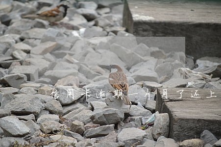 信用卡逾期一个月了还上征信吗 信用卡逾期一个月了还上征信吗