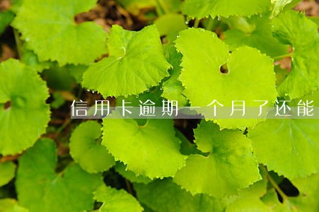 信用卡逾期一个月了还能用吗 信用卡逾期一个月了还能用吗
