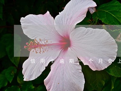信用卡逾期一个月会上家门吗 信用卡逾期一个月会上家门吗