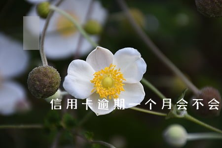 信用卡逾期一个月会不会坐牢 信用卡逾期一个月会不会坐牢