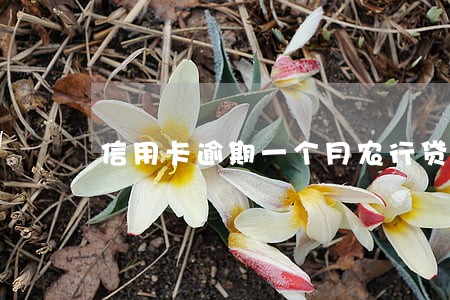 信用卡逾期一个月农行贷款 信用卡逾期一个月农行贷款