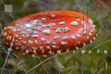 信用卡逾期一个月办卡能下卡吗