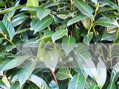 信用卡逾期一个月后还多少钱 信用卡逾期一个月后还多少钱
