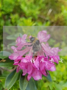 信用卡逾期一个月后还有额度吗 信用卡逾期一个月后还有额度吗
