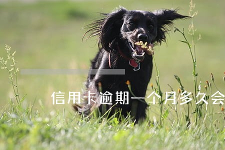 信用卡逾期一个月多久会坐牢 信用卡逾期一个月多久会坐牢